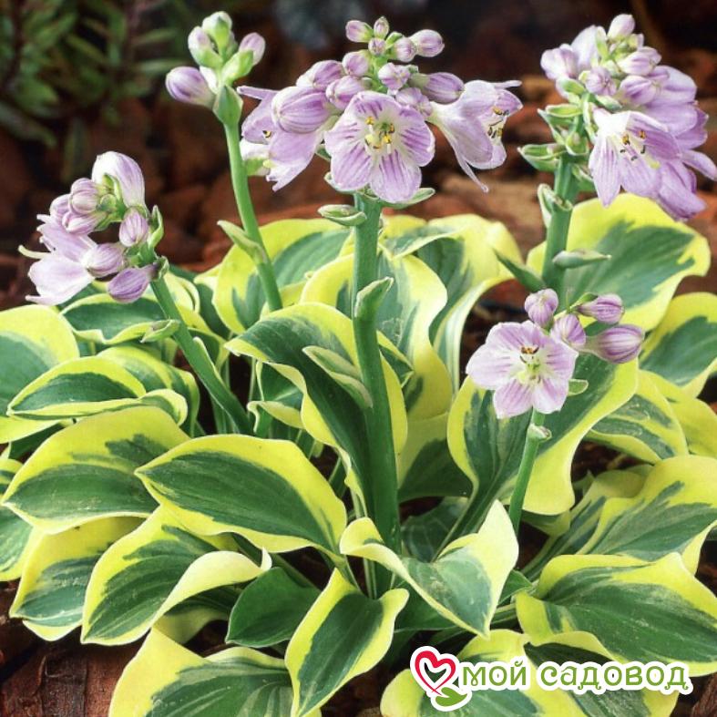 Хоста Лаки Маус