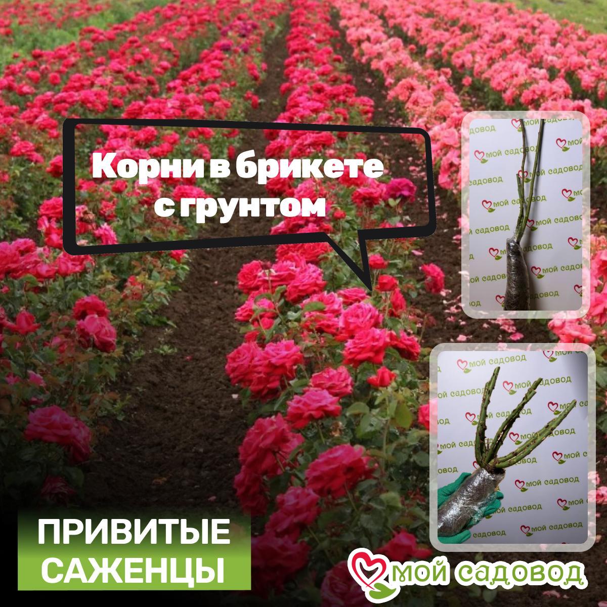 Роза Тень Феникса